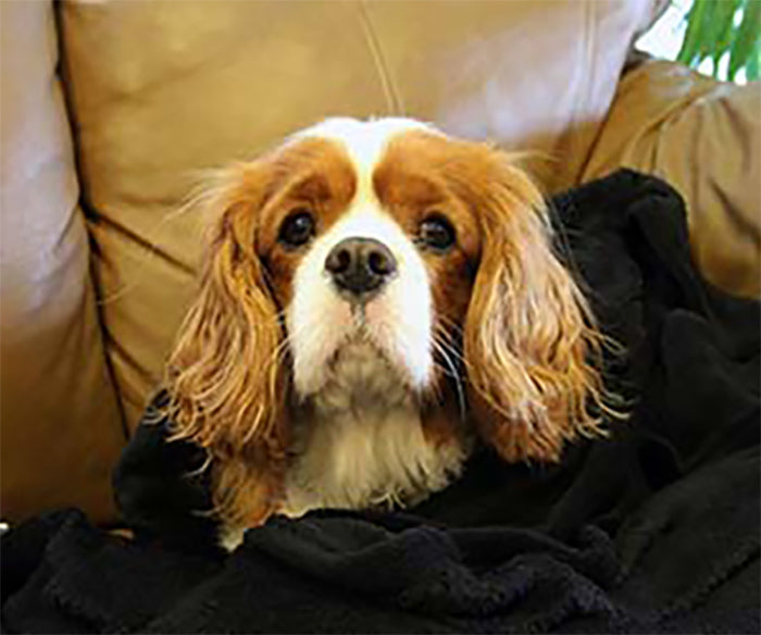 Plush Fleece Blanket - Black - Threadart.com